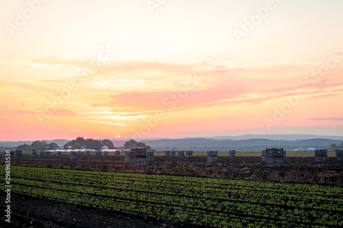 Crates filled with Sweet Onions at harvest under late summer sunset in the Black Dirt region of Pine Island, New York