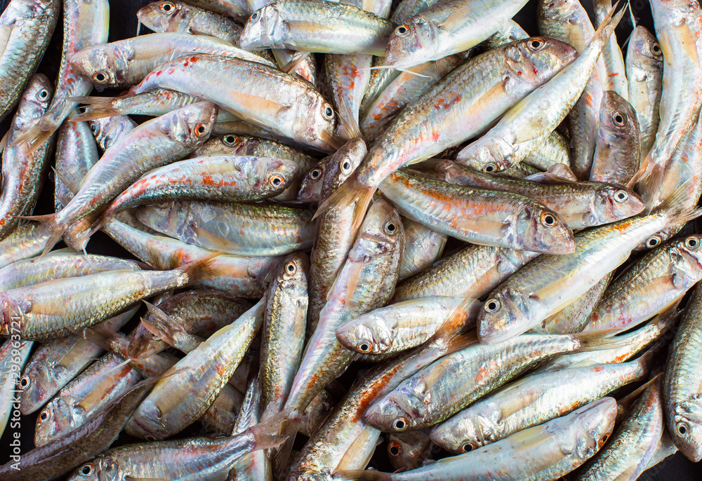 Fresh Catch of Red Mullet. Black Sea Sultanka Fish. Fresh Catch of Red Mullet. Black Sea Sultanka Fish.