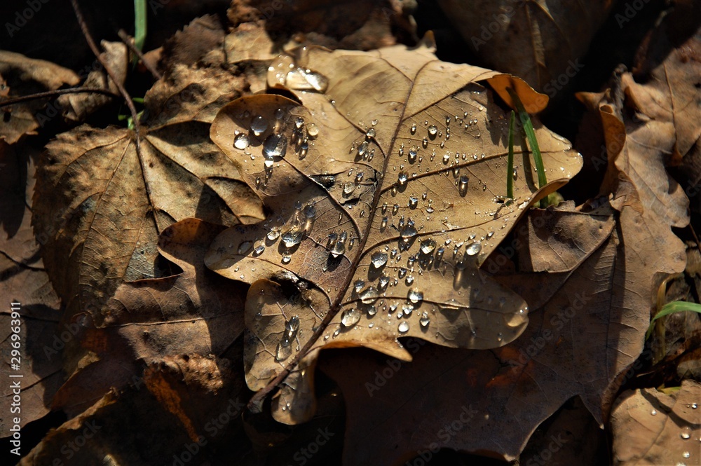 fallen autumn oak leaves with dew drops fallen autumn oak leaves with dew drops