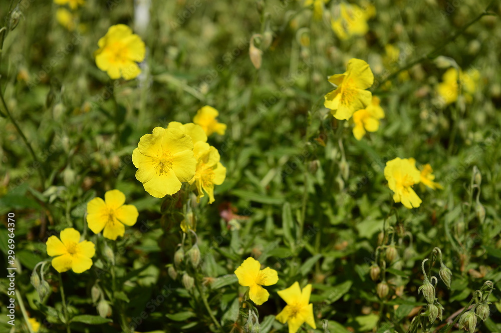 Closeup Helianthemum nummularium known as common rock-rose with blurred background in rockery garden