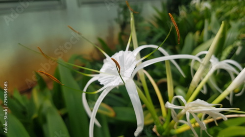 Hymenocallis littoralis white flower on green background