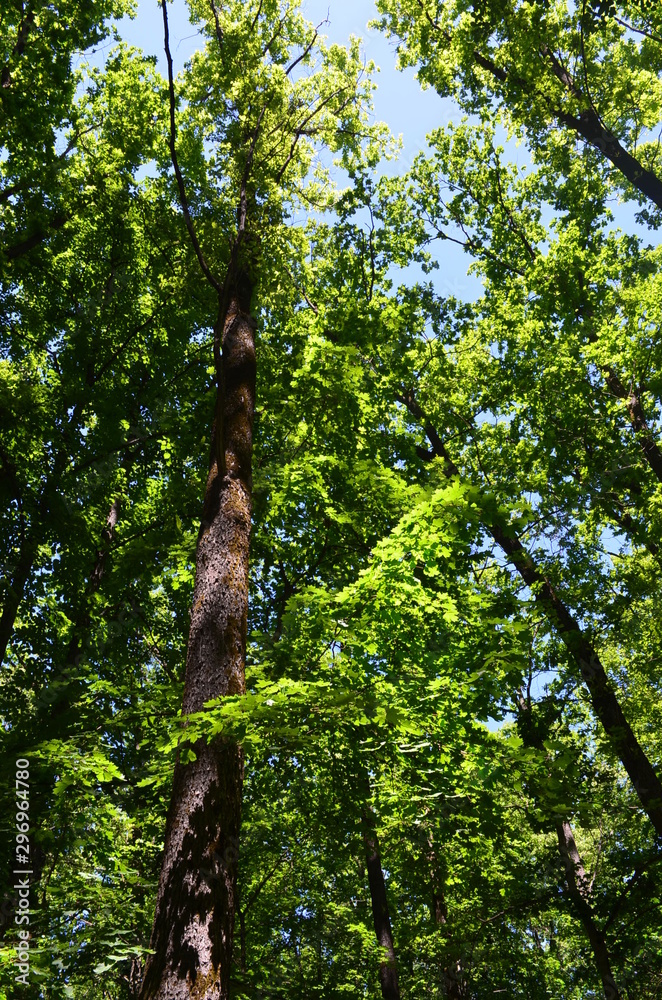 Fototapeta premium Nature of Ukraine