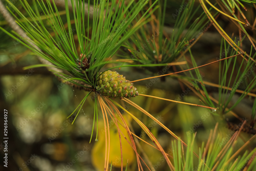 Beautiful young pine cones and needles on a branch. Bokeh blurred background.