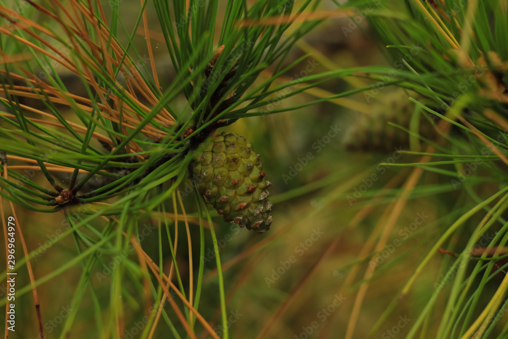 Beautiful young pine cones and needles on a branch. Bokeh blurred background. Beautiful young pine cones and needles on a branch. Bokeh blurred background.