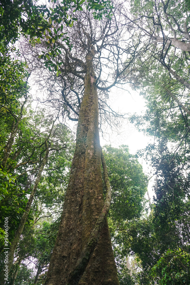 Fototapeta premium big fig tree in tropical forest