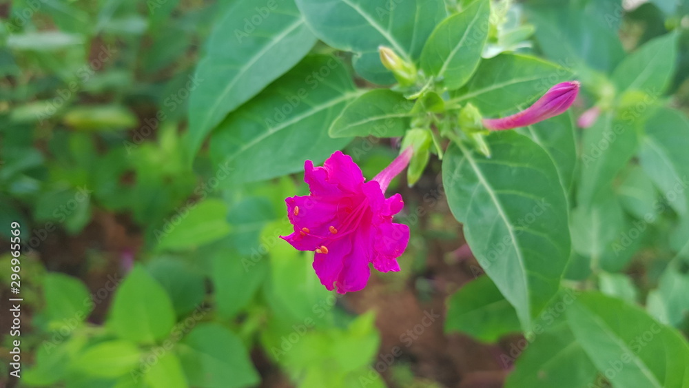 A pink of Mirabilis jalapa flowers with green background