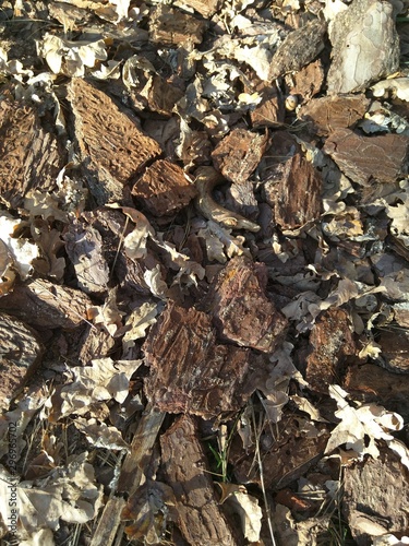 pile of firewood