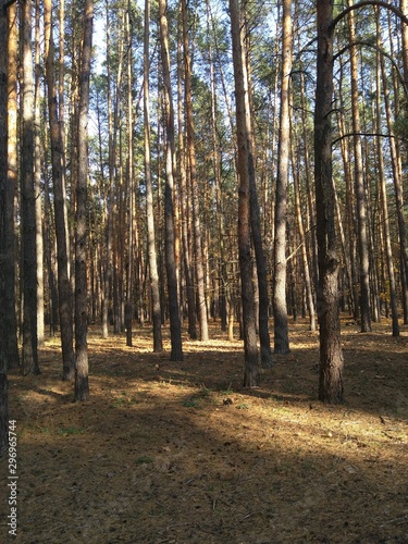 forest in autumn