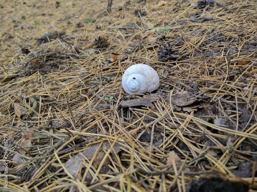 snail on stump