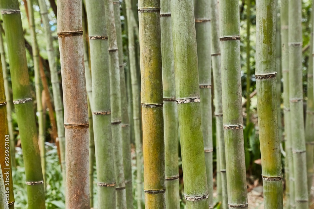Bamboo plant details background close up Bamboo plant details background close up