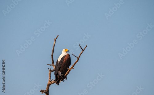 African Fish Eagle Sitting on Branch photo