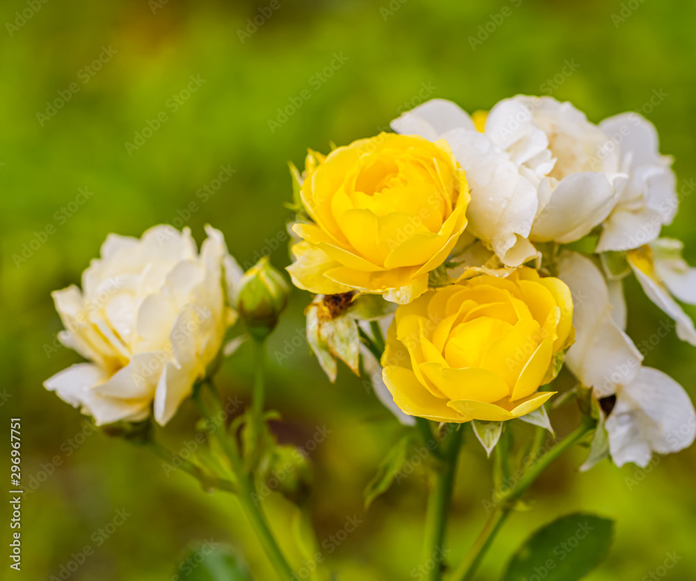 A beautiful roses after rain A beautiful roses after rain