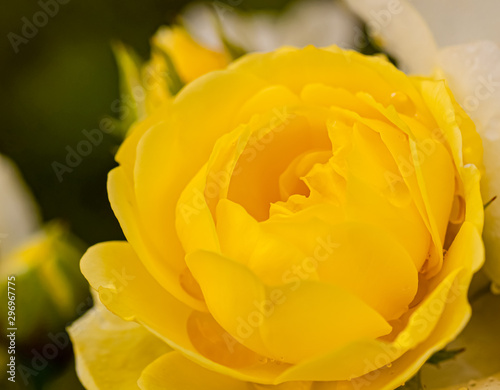 A beautiful roses after rain