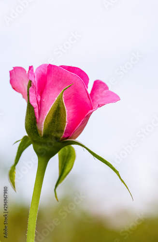 A beautiful roses after rain