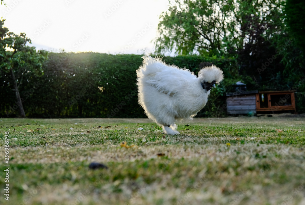 Φωτογραφία Domestic silkie hen seen looking for food in a dry, summer garden during the evening