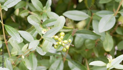 Ligustrum vulgare | Troène commun, arbrisseau ou buisson aux baies vertes immatures, au feuillage lancéolé, vert luisant