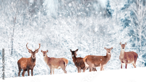 A group of beautiful male and female deer in the snowy white forest. Noble deer (Cervus elaphus).  Artistic Christmas winter image. Winter wonderland. © delbars