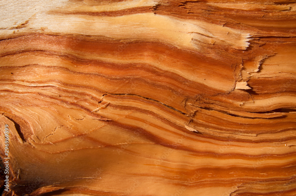 beautiful tricolor natural pattern with a crack in the middle on the tree trunk top view