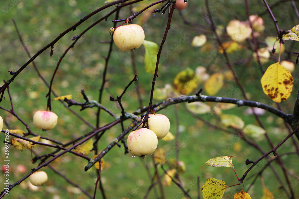 close-up - apples in autumn on a tree without leaves close-up - apples in autumn on a tree without leaves