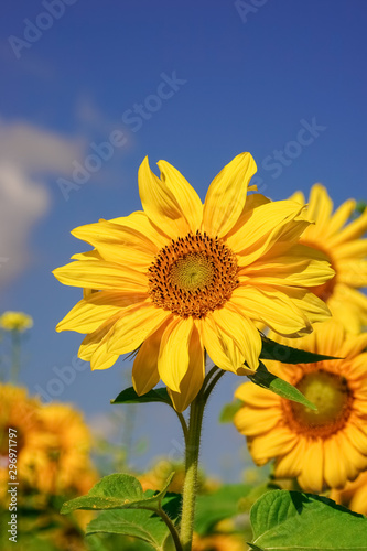 Sch  ne bl  hende Sonnenblumen