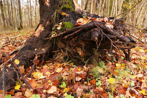 Old stump with mushrooms in a beautiful autumn forest.