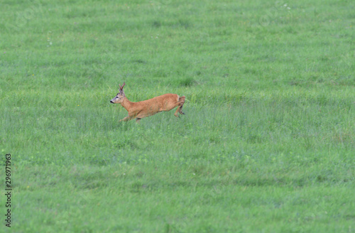 Fototapeta Naklejka Na Ścianę i Meble -  Roe deer running on the meadow in mating season