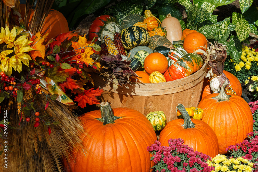An October Halloween scene showing pumpkins and gourds An October Halloween scene showing pumpkins and gourds