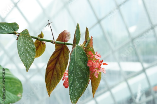 autumn leaves on green background