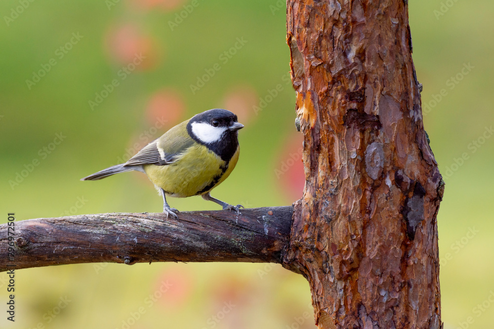 Great tit (parus major) sitting on a dried pine branch Great tit (parus major) sitting on a dried pine branch