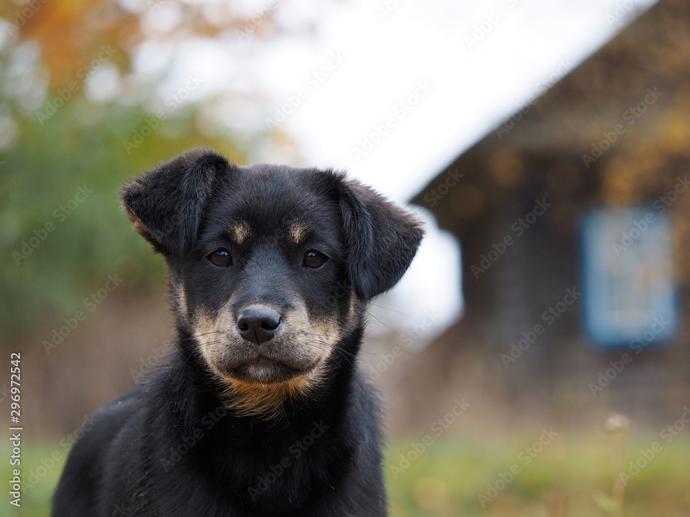 Portrait of a dog on the background of the house. Shepherd puppy Portrait of a dog on the background of the house. Shepherd puppy