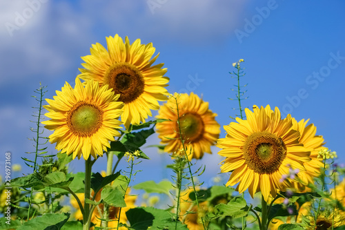 Sonnenblumen in voller Bl  te
