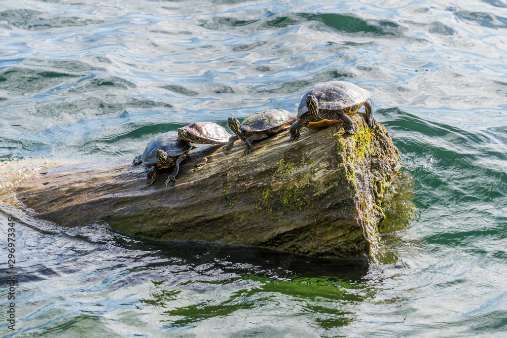 Fototapeta premium Four Sunning Turtles 2