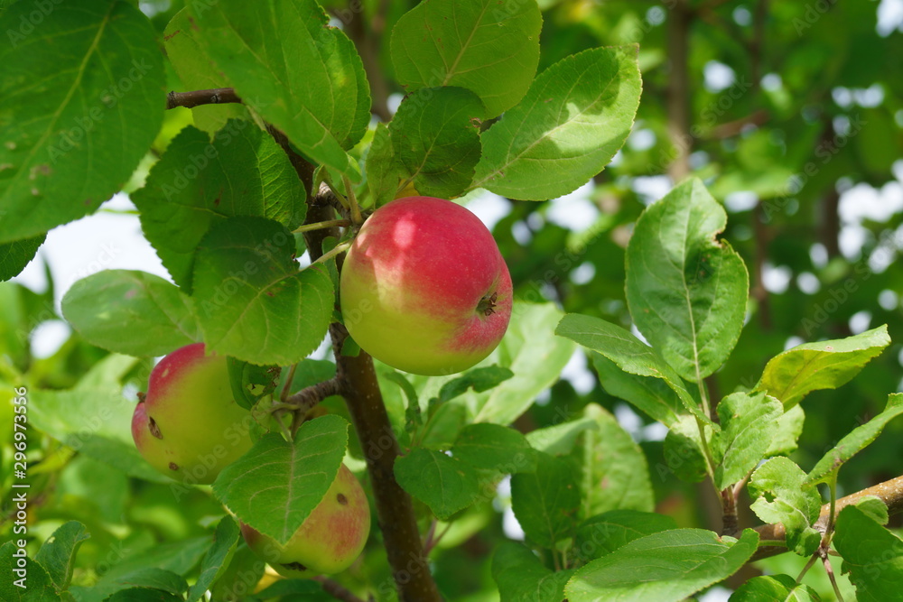 Apples grow on many streets of our city.