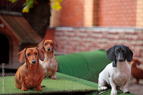 Quadro su tela dog kennel brick wall background