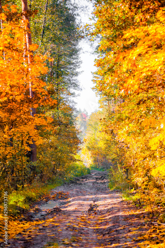 Black dirt road in the autumn forest