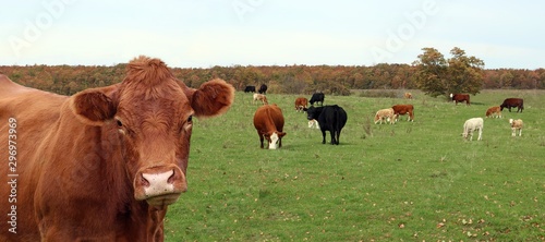 Photographie Closeup of head and face rust colored limo looking cow with mixed breeds of calv