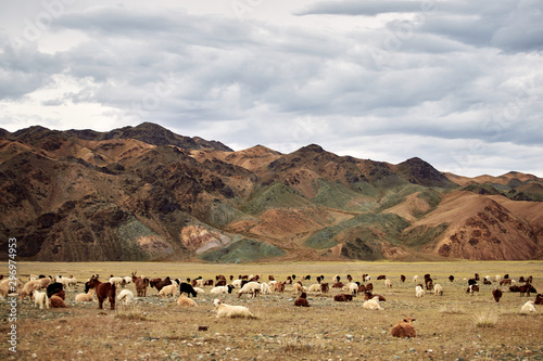 Fluffy cashmere goats on the pastures