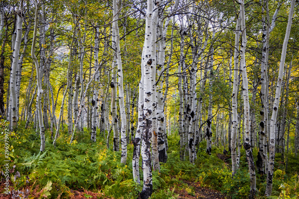 Aspen trees