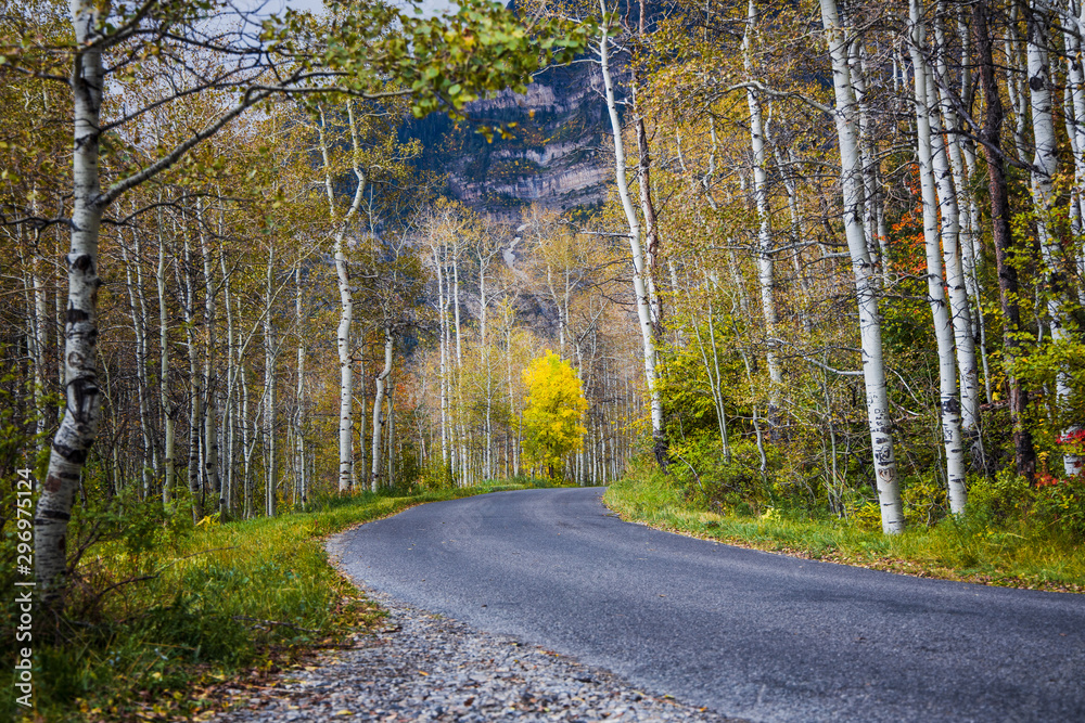 Fototapeta premium Aspen trees