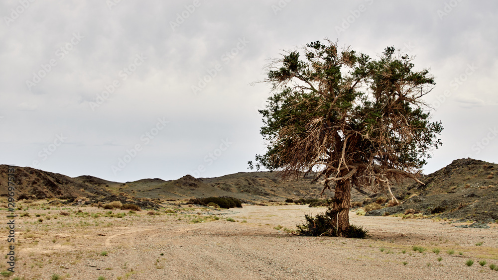 The tallest and oldest tree in the Gobi Desert, Mongolia