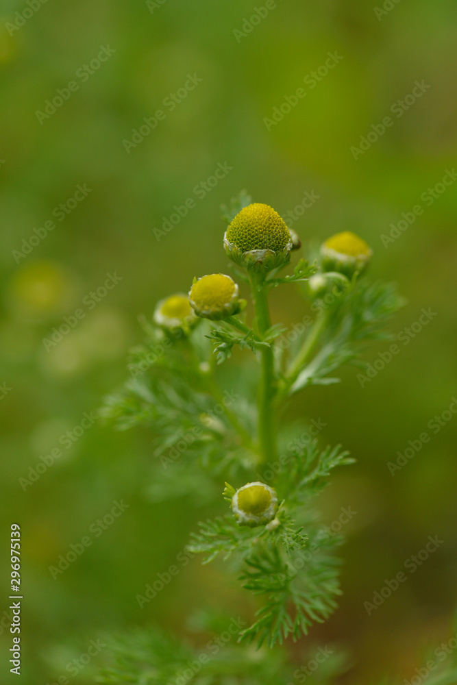Strahlenlose Kamille - Matricaria discoidea (Asteraceae)