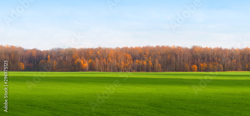 Panorama bright autumn landscape with sprouts of winter crops. Beautiful countryside view. Fresh green rural meadows, forest edges, blue sky. Scenery view