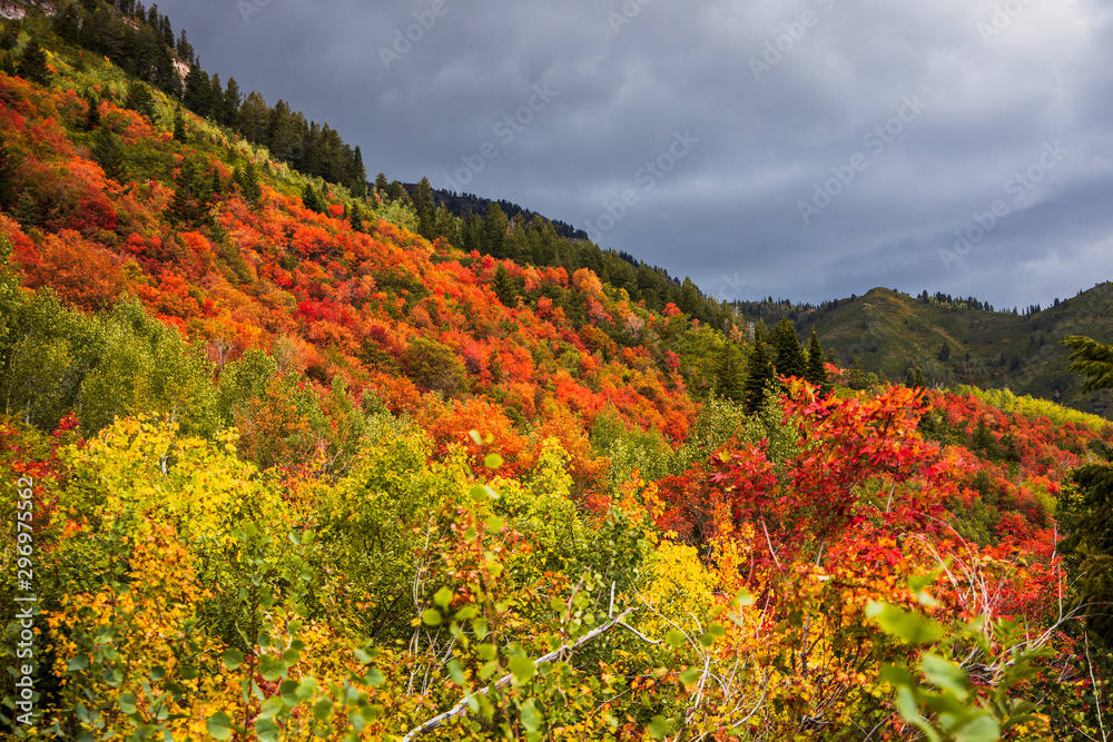 Fall colors Fall colors
