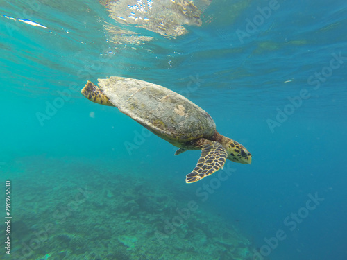 wildlife maldivian sea turtle  marine turtles 