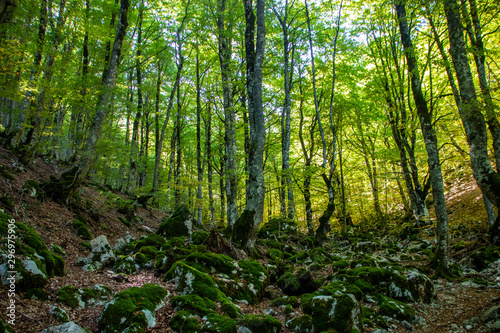 Beech woods