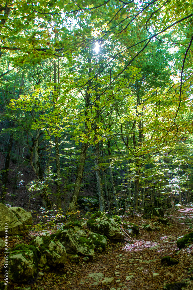 Fototapeta premium Beech woods