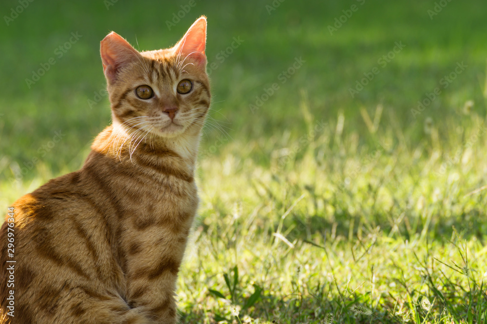 Beautiful cat sitting in grass.