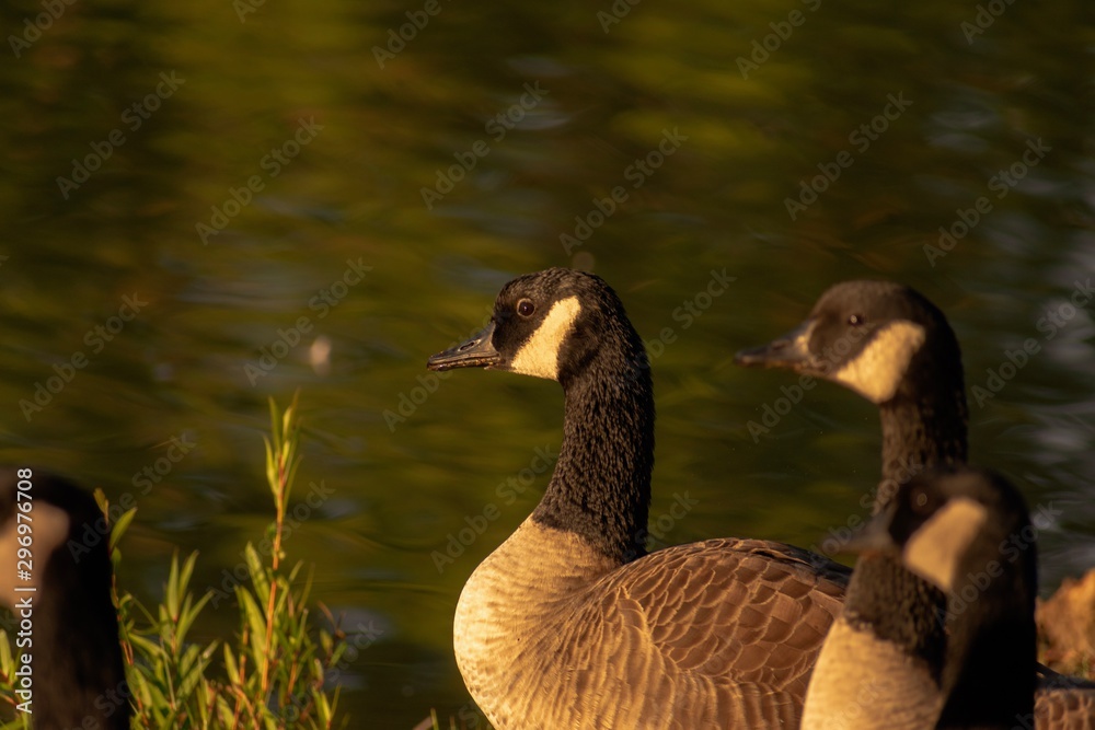 Obraz premium goose in water