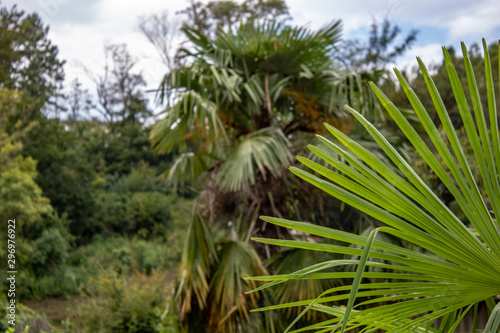 Long narrow and sharp leaves of a subtropical plant in Sochi