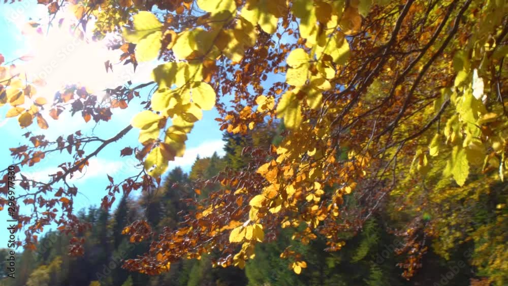 Colorful falling autumn leaves. View through the autumn foliage in the mountain forest. Autumn forest beauty. Golden tree leaves. Sun beam. Blue sky. Look up at the golden autumn leaves falling Colorful falling autumn leaves. View through the autumn foliage in the mountain forest. Autumn forest beauty. Golden tree leaves. Sun beam. Blue sky. Look up at the golden autumn leaves falling